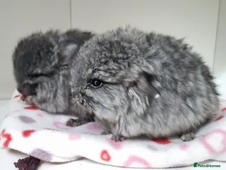 Chinchilla rodents Ebony angora male chinchillas - Advert 16