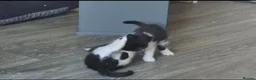 Mixed Breed cats for sale: Gorgeoeus mixed Breed kittens - Advert 18