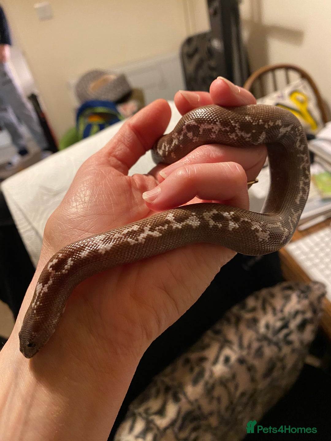 Boa Snake reptiles for sale: Female & male Kenyan Sand Boas - Advert 5