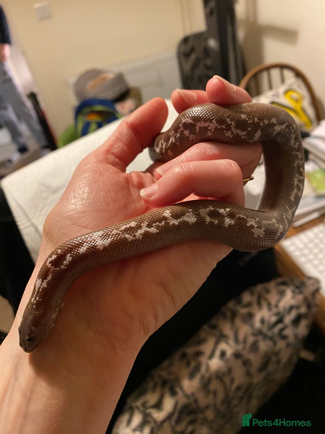 Boa Snake reptiles for sale: Female Kenyan Sand Boa for sale - Advert 5
