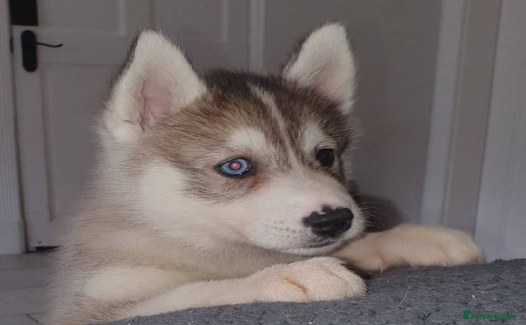 Siberian Husky dogs New Litter, experienced breeder - Advert 5