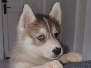 Siberian Husky dogs New Litter, experienced breeder - Advert 4