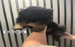 German Shepherd dogs for sale: German shepherd puppies.  - Image 5