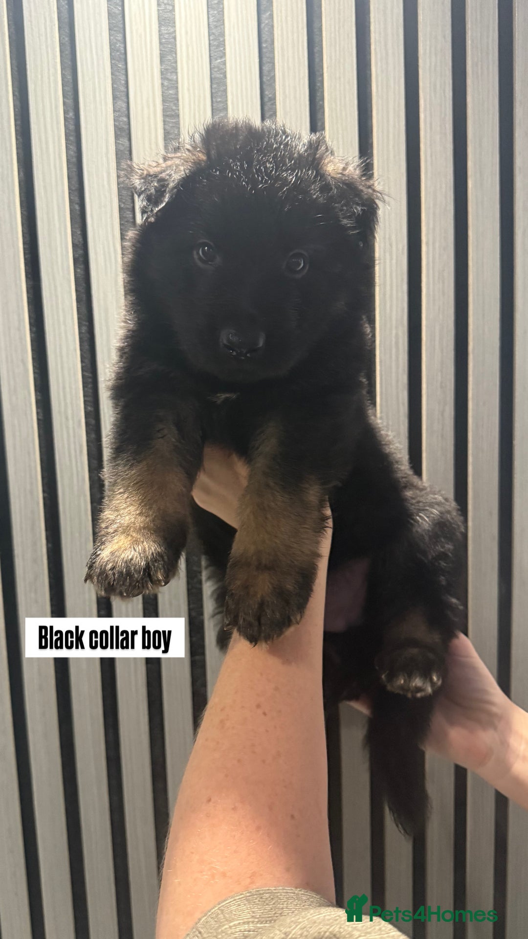 German Shepherd dogs for sale: German shepherd puppies.  - Image 5