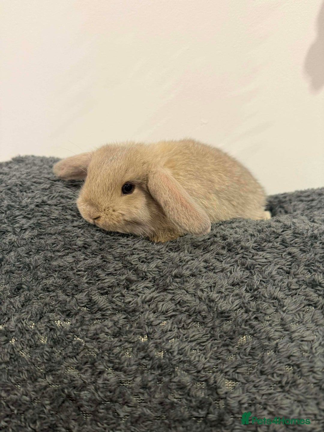 Mini Lop rabbits for sale: Mini lops  - Advert 4
