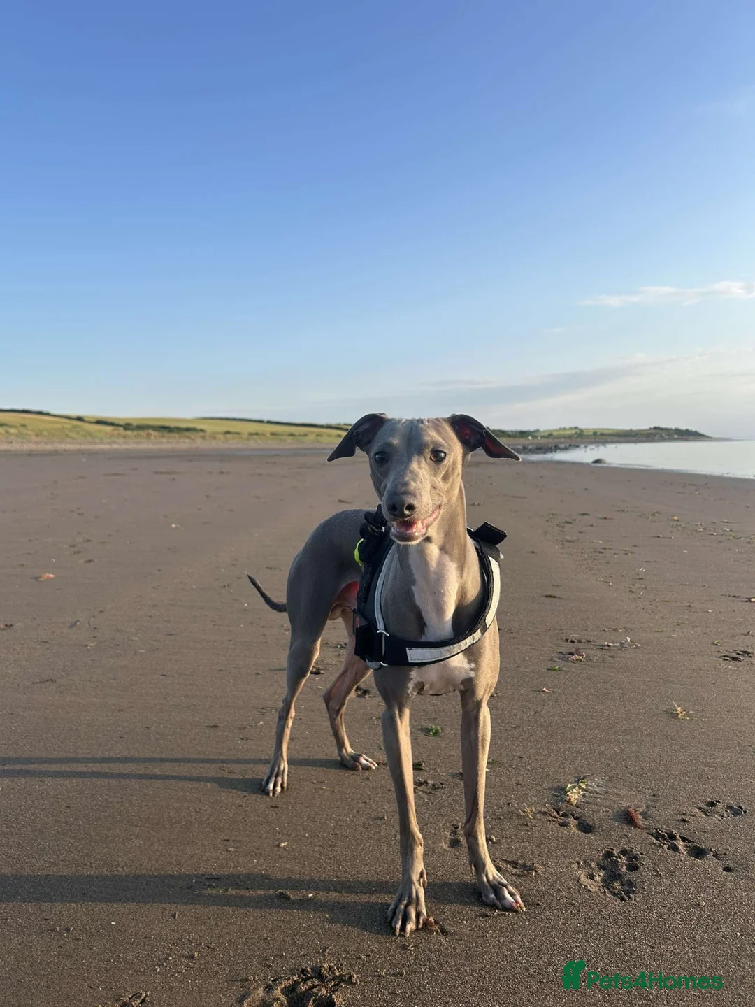 Italian Greyhound dogs for stud: *FOR STUD* Blue Italian Greyhound  - Advert 2