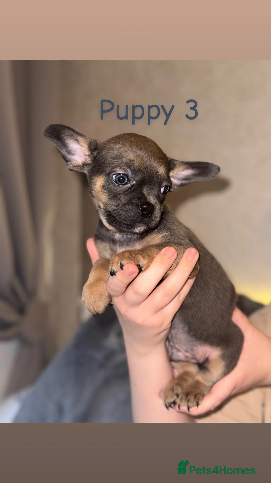 Mixed Breed dogs for sale: Pug Shih Tzu x French bulldog  - Advert 5