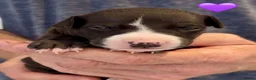 Whippet dogs for sale: READY TO GO - Healthy, well-bred, KC Whippet pups - Advert 28