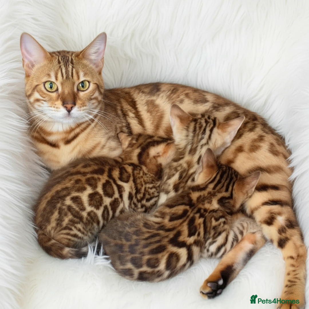 Bengal cats for sale: Beautiful Bengal kittens  - Image 9