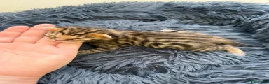 Bengal brown rosette (grey background) 