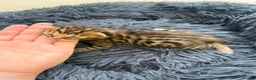 Bengal cats for sale: Beautiful Bengal cross kittens  - Advert 16