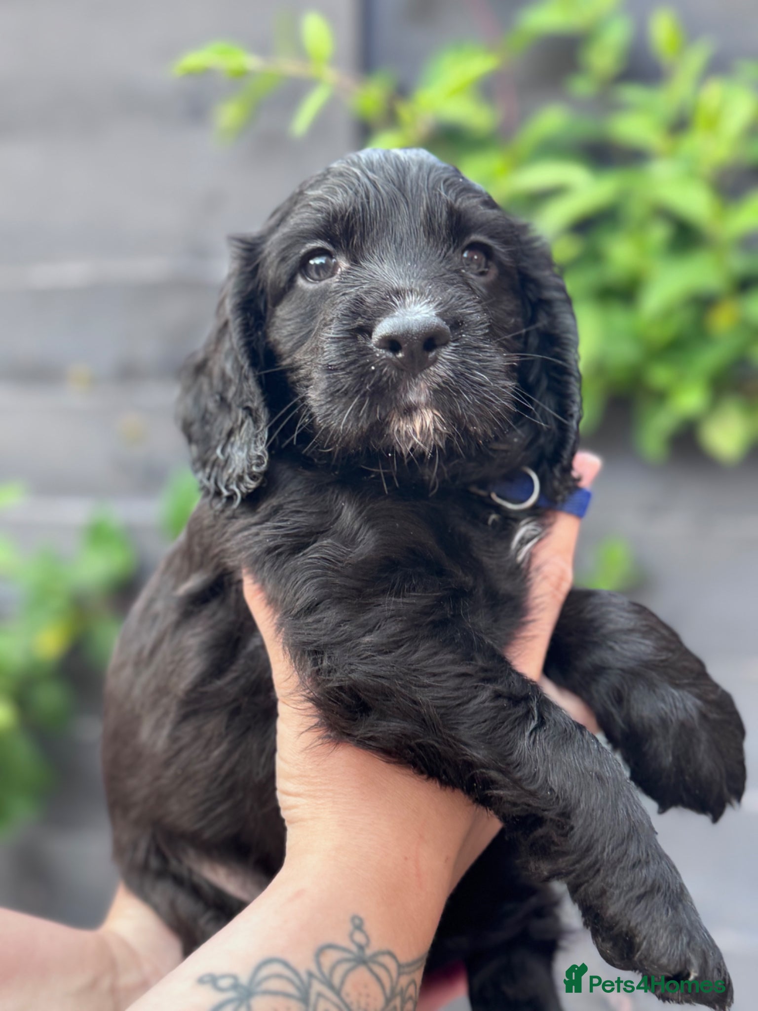 Cocker Spaniel dogs Kc working cocker spaniels  - Advert 6