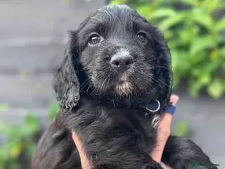 Cocker Spaniel dogs Kc working cocker spaniels - Advert 6