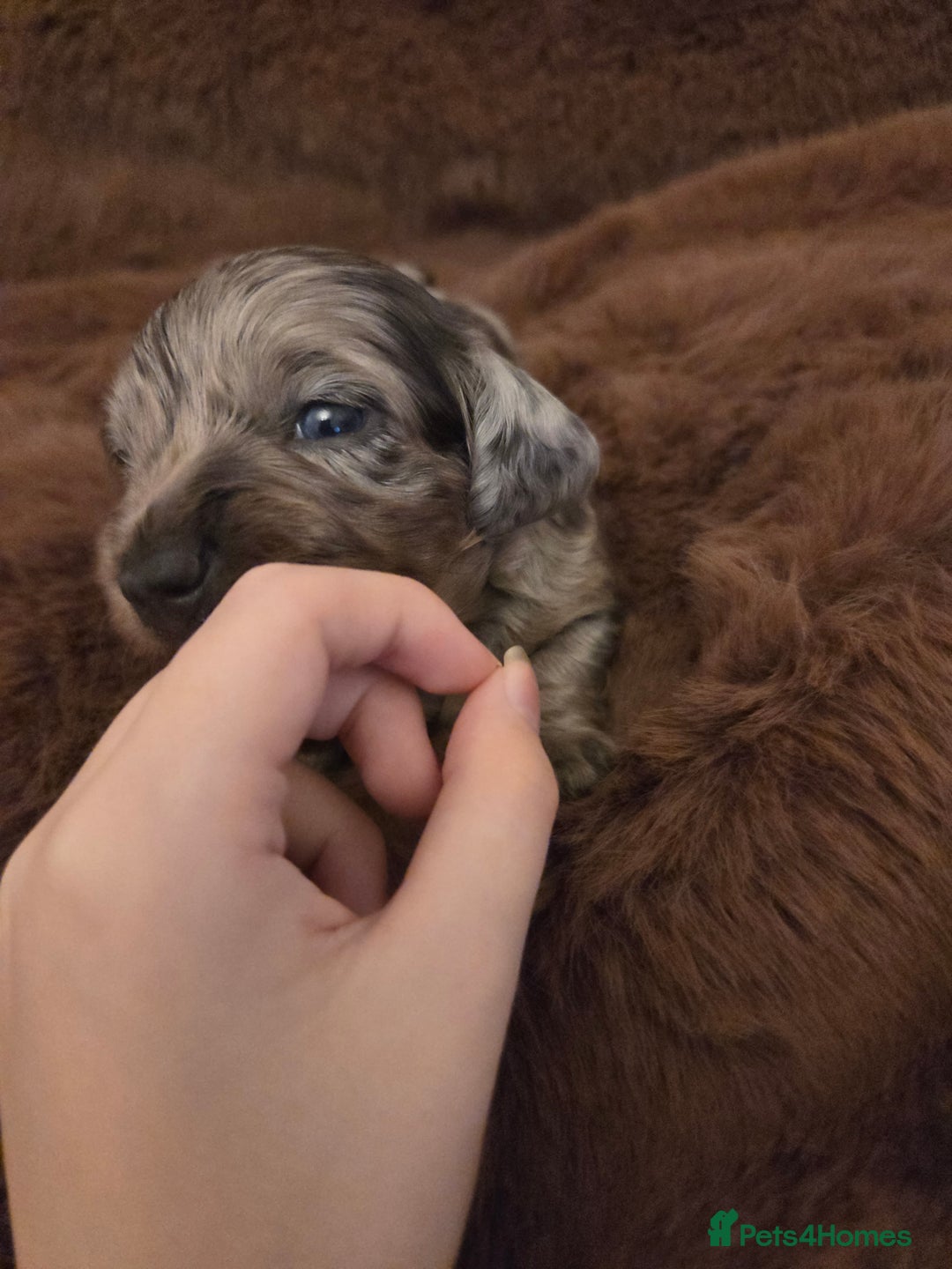 Miniature Dachshund dogs for sale: Longhaired minature dachshunds  - Advert 5