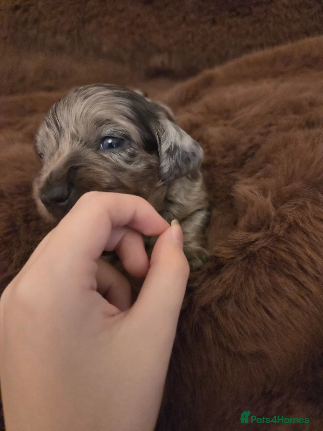 Miniature Dachshund dogs for sale: Longhaired minature dachshunds  - Advert 4