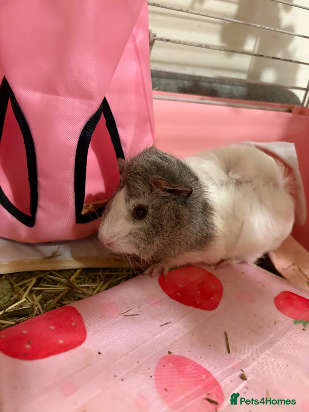 Guinea Pig rodents for sale: Guinea pigs 3  - Advert 3