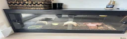 Tortoise reptiles for sale: Horsefield Turtle + Enclosure, lamp, thermometer - Advert 2