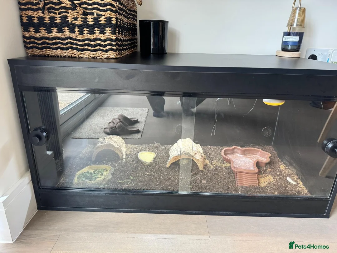 Tortoise reptiles for sale: Horsefield Turtle + Enclosure, lamp, thermometer - Advert 2