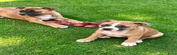 Staffordshire Bull Terrier dogs for sale: 🐾 STAFFORDSHIRE BULL TERRIER PUPPIES - Advert 4