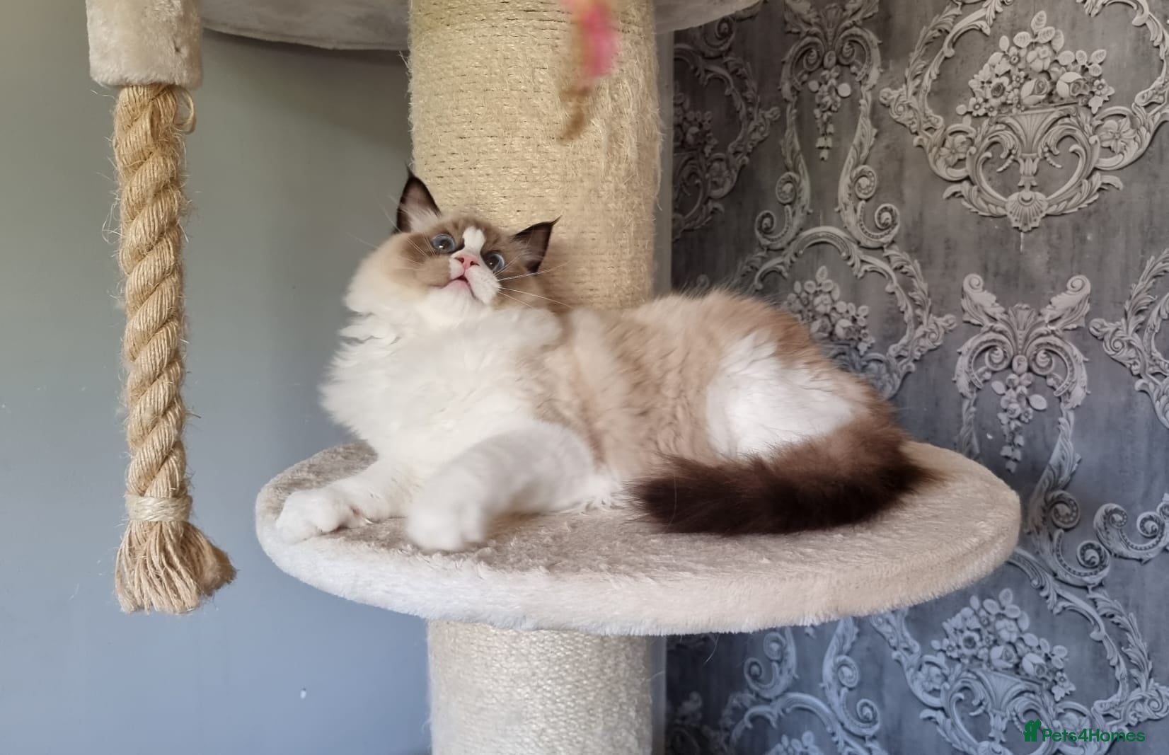 Ragdoll cats Tica registered Amazing quality kittens - Advert 2