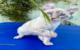 Bengal cats for sale: Stunning rare female  - Image 35