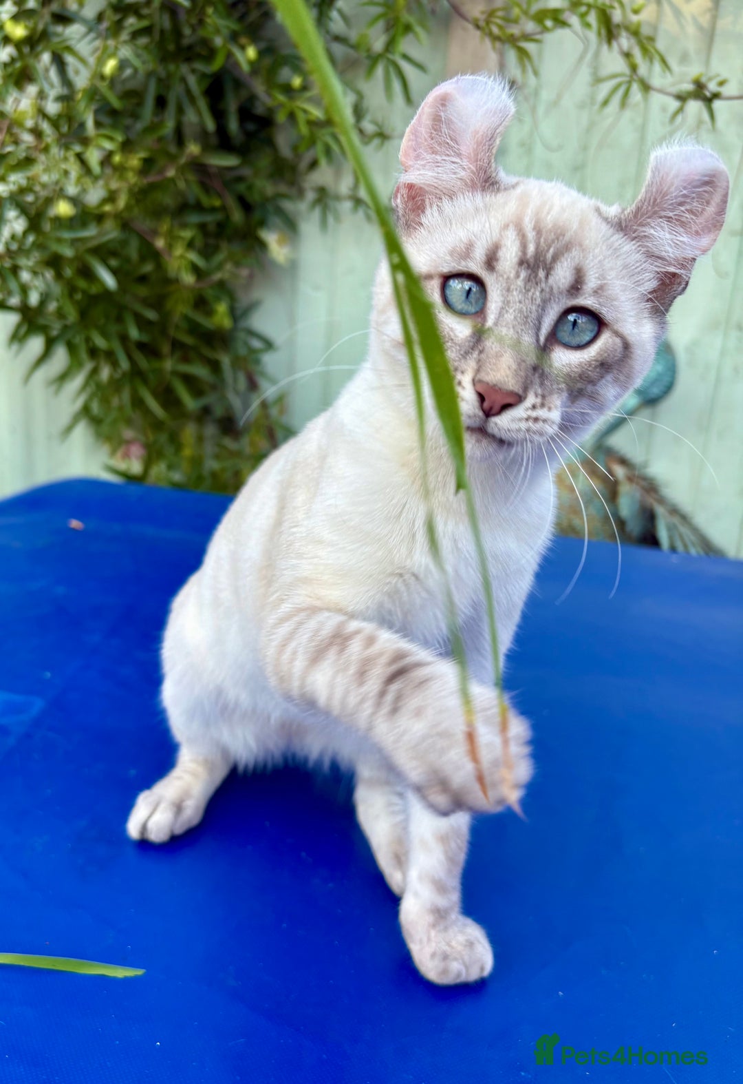 Bengal cats for sale: Stunning rare female  - Image 35