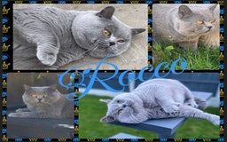 British Shorthair cats for stud: BIG BLUE BEAUTIFUL STUD GCCF AND TICA REGISTERED  in Derby - Image 1