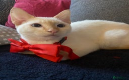 Sphynx cats for sale: Sphynx naked and coated  - Image 26