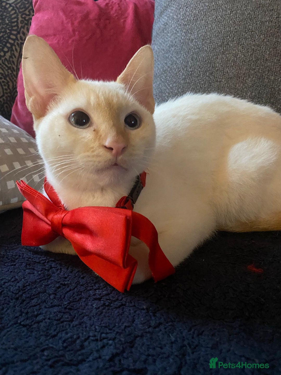 Sphynx cats for sale: Sphynx naked and coated  - Image 26