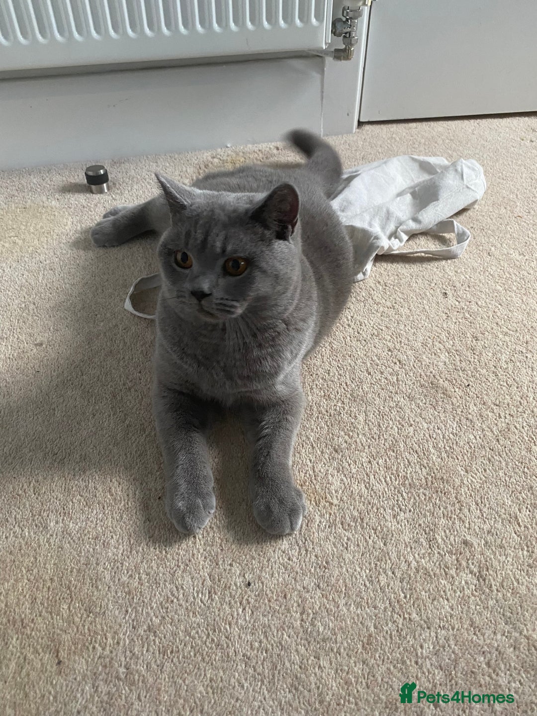 British Shorthair cats for sale: Beautiful Chunkey Kittens Ready for Forever Homes - Advert 7