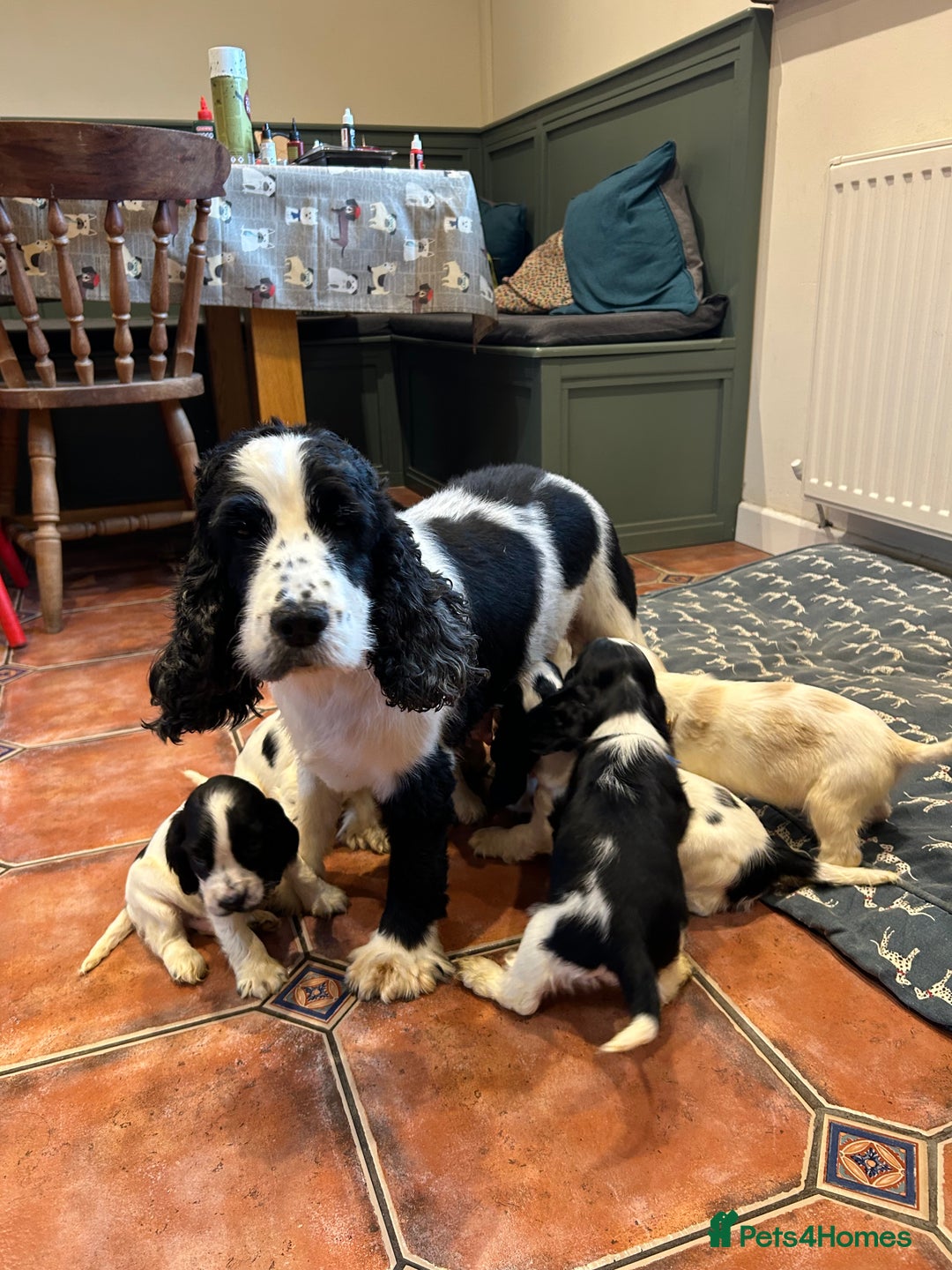 Cocker Spaniel dogs for sale: KC registered, health tested, show type puppies  - Image 20