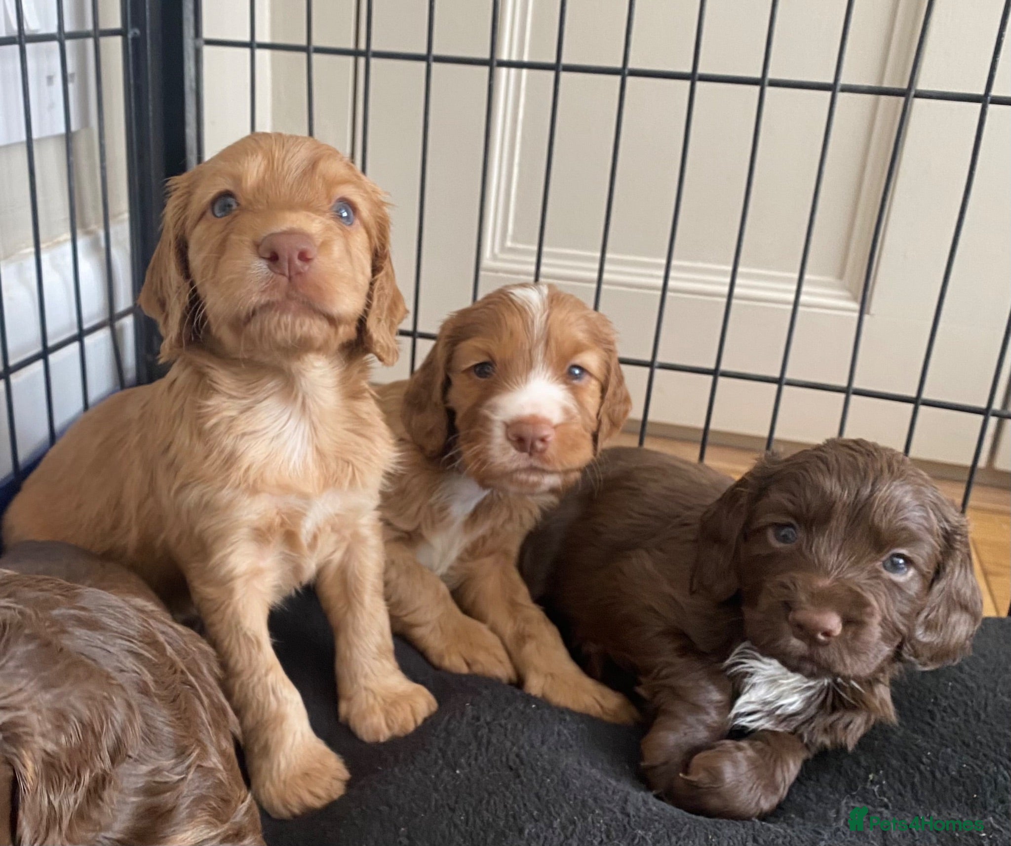 Cocker Spaniel dogs Working Cocker Spaniel Puppies for sale - Advert 12