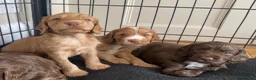 Cocker Spaniel dogs for sale: Working Cocker Spaniel Puppies for sale - Advert 5