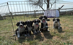 Mixed Breed dogs for sale: Sprollie puppies for sale  - Image 1