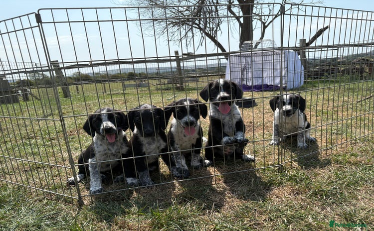 Mixed Breed dogs - Advert 1