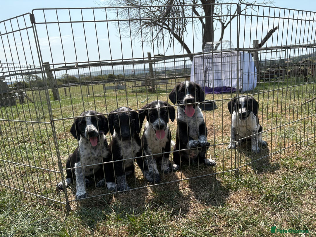 Mixed Breed dogs for sale: Sprollie puppies for sale  - Image 1
