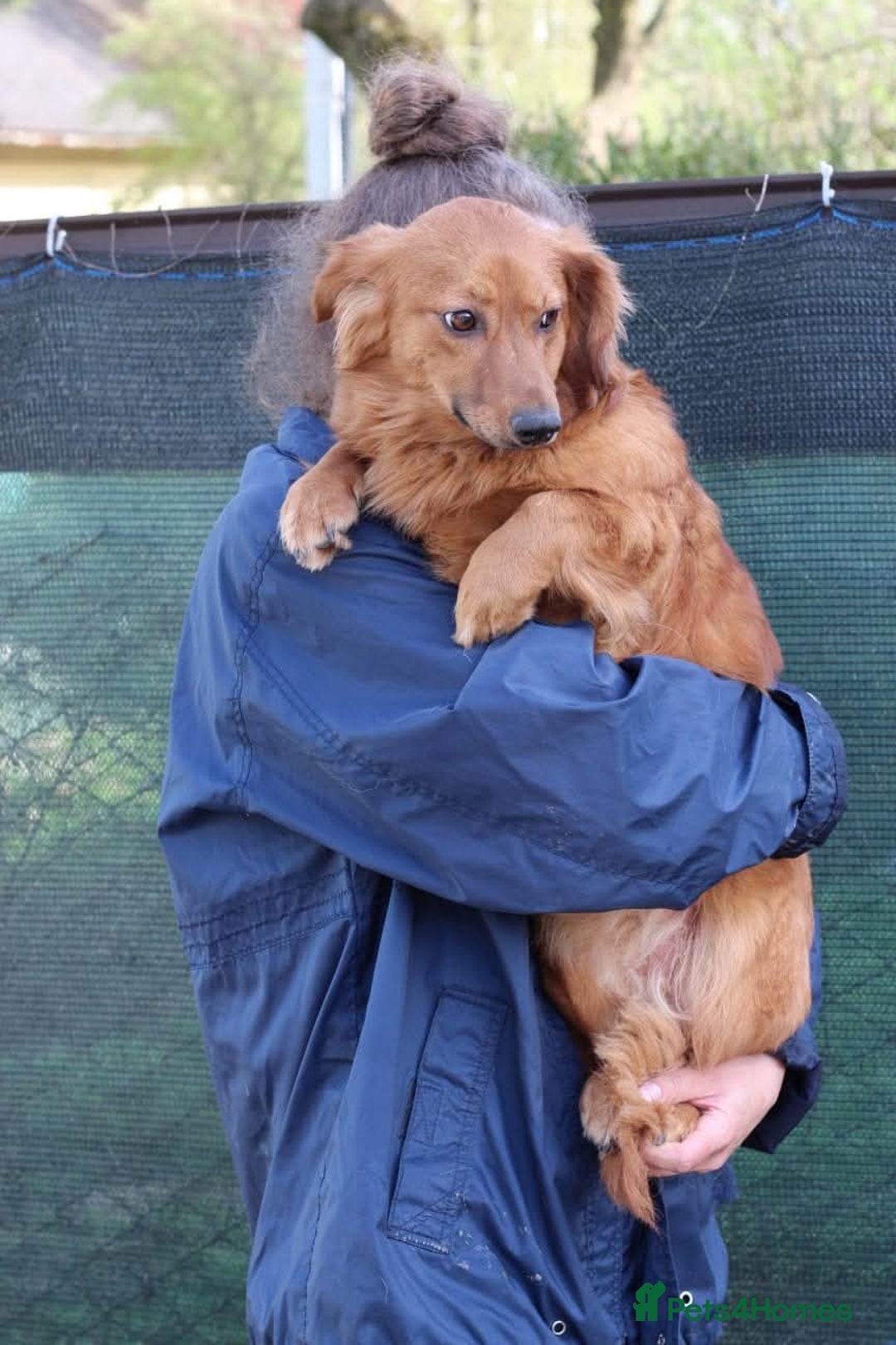 Mixed Breed dogs for adoption: 💖🐶 SANDY 🐶💖 - Image 15