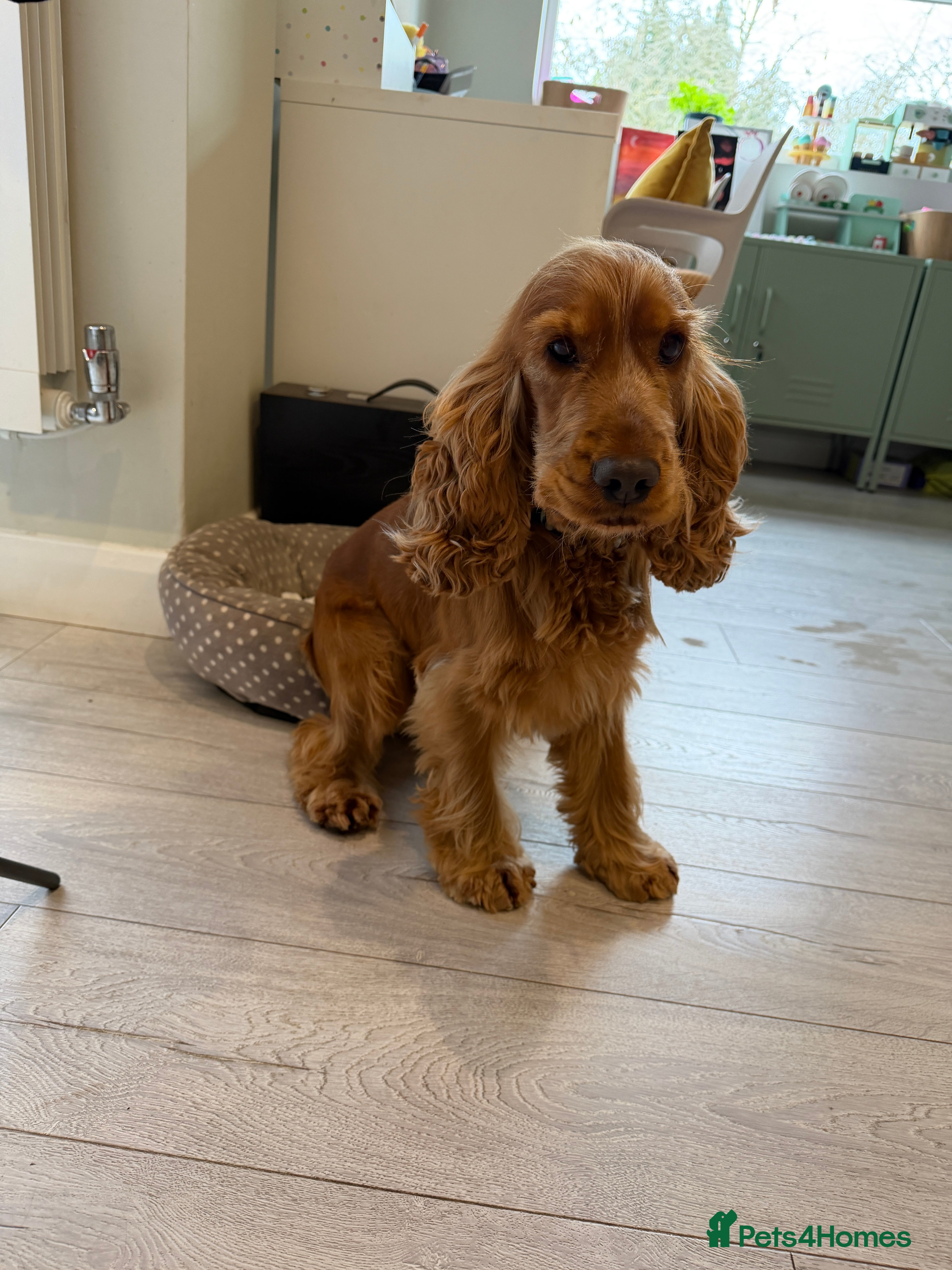 Cocker Spaniel dogs Golden Show Cocker Spaniel - Male - 18 months - Advert 1