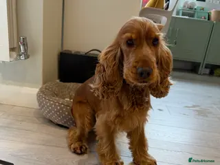 Cocker Spaniel dogs Golden Show Cocker Spaniel - Male - 18 months - Advert 8