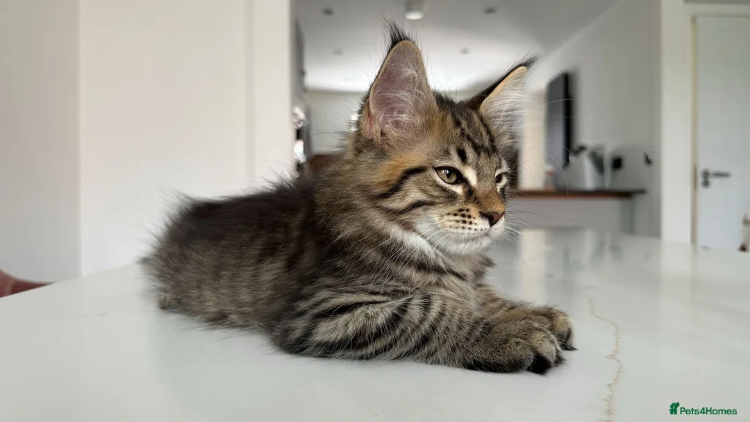 Maine Coon cats for sale: Beautiful Maine Coon Kittens for Sale - Advert 2