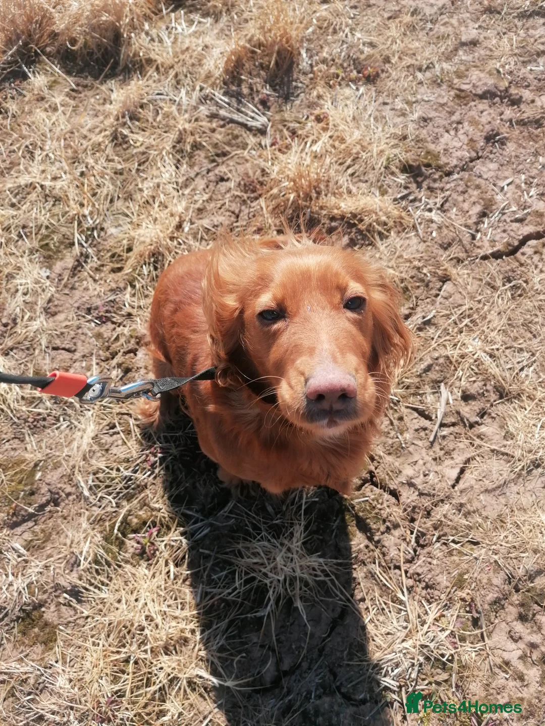 Cocker Spaniel dogs for sale: Cocker spaniel bitch  - Advert 2