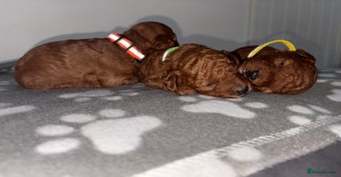 Cockapoo dogs - Advert 4