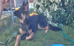 German Shepherd dogs for sale: Freyr - Image 3