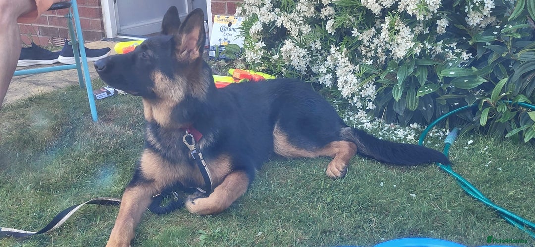 German Shepherd dogs for sale: Freyr - Image 3