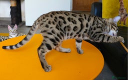 Bengal cats for sale: Gorgeous Brown Rosetted Boy Available  - Advert 9