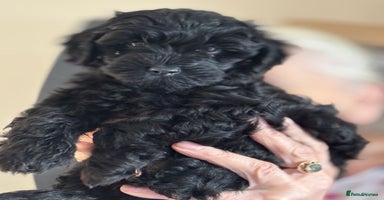 Cockapoo dogs - Advert 11