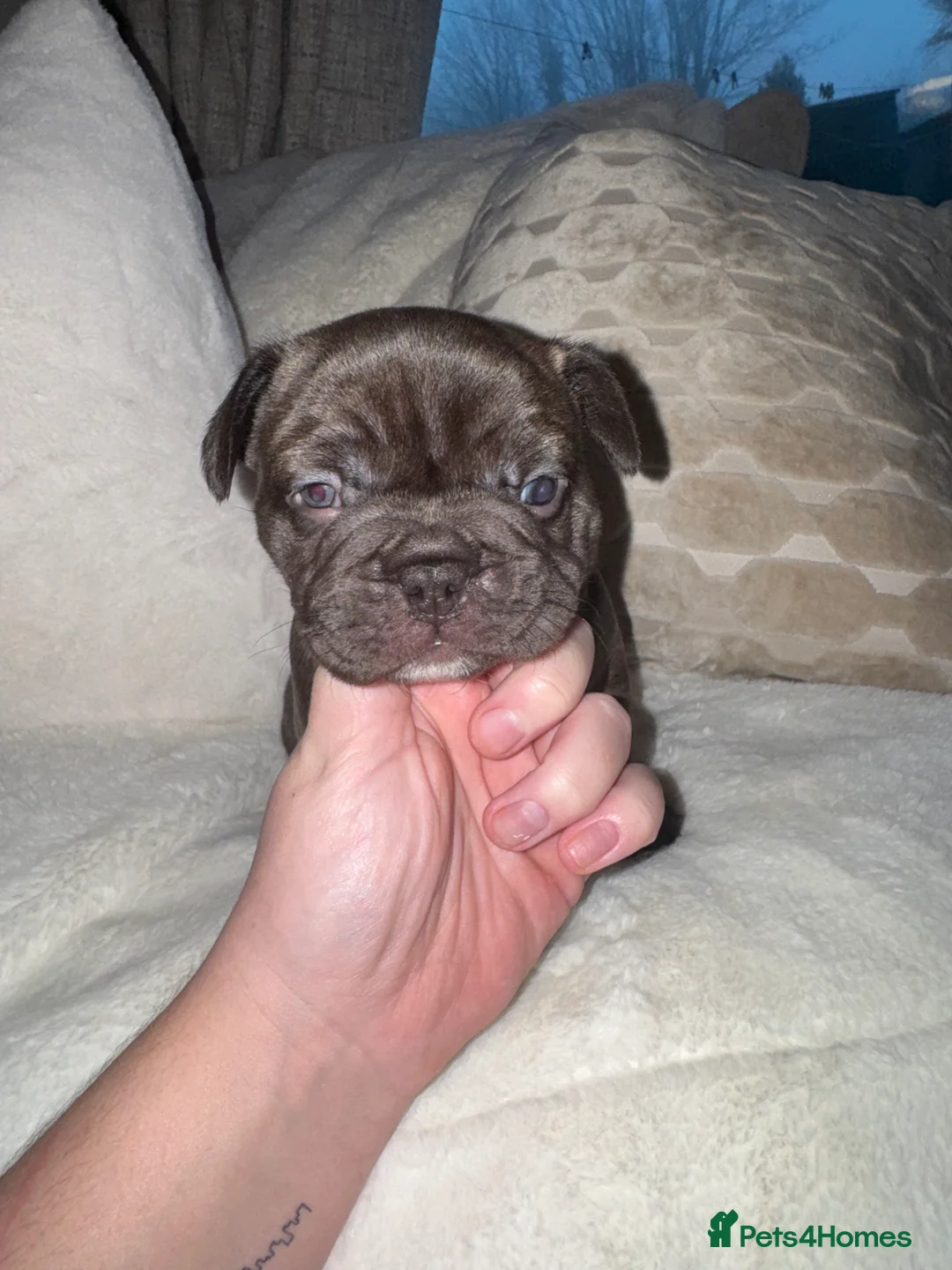 French Bulldog dogs for sale: 3 beautiful frenchie puppy’s - Advert 10