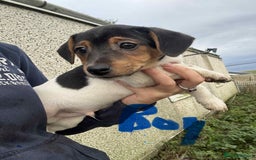 Jack Russell dogs for sale: Jack Russel Puppies - Image 2