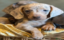 Miniature Dachshund dogs for sale: KC Reg Miniature Dachshund Puppies  - Image 6