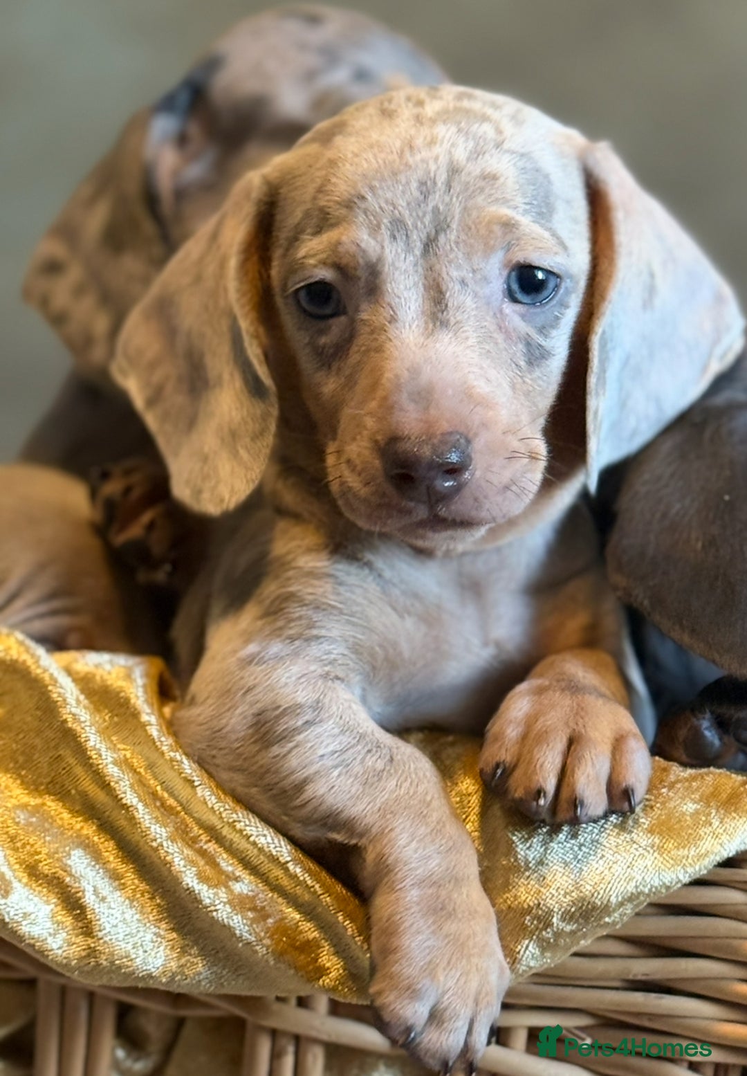 Miniature Dachshund dogs for sale: KC Reg Miniature Dachshund Puppies  - Image 6